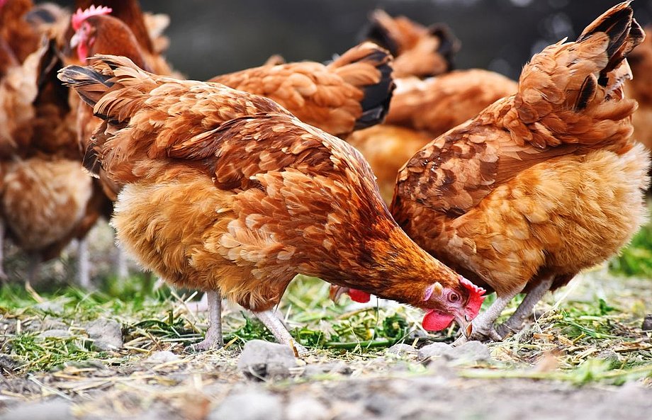 Natürlich schmeckt am besten
